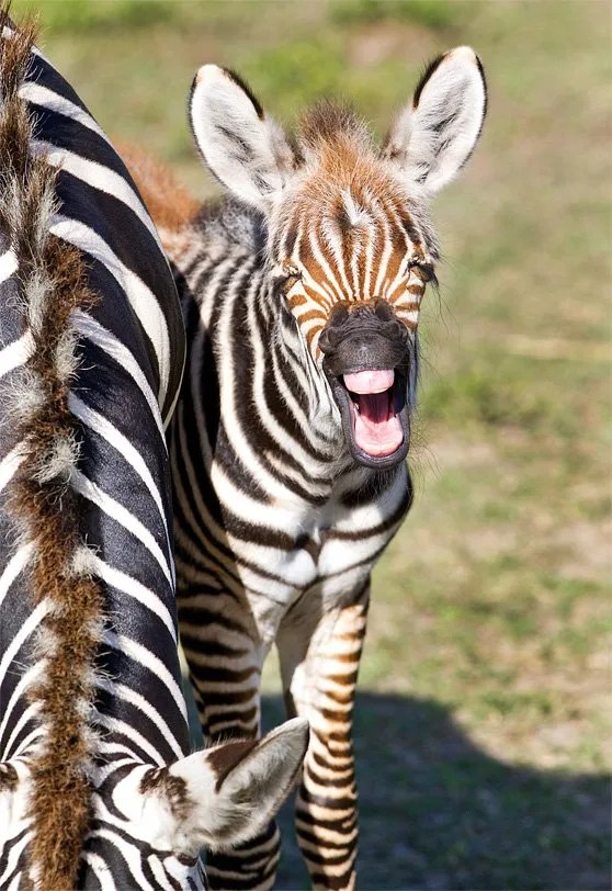Baby Zebra at Busch Gardens Animal Fact Guide