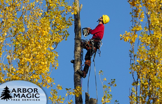 Certified Arborist l Tree Trimming, Cutting, Pruning