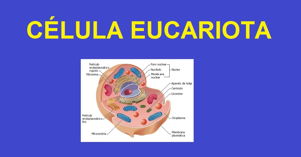 Celulas Eucariotas. Que son, Partes, Funcionamiento, Tipos