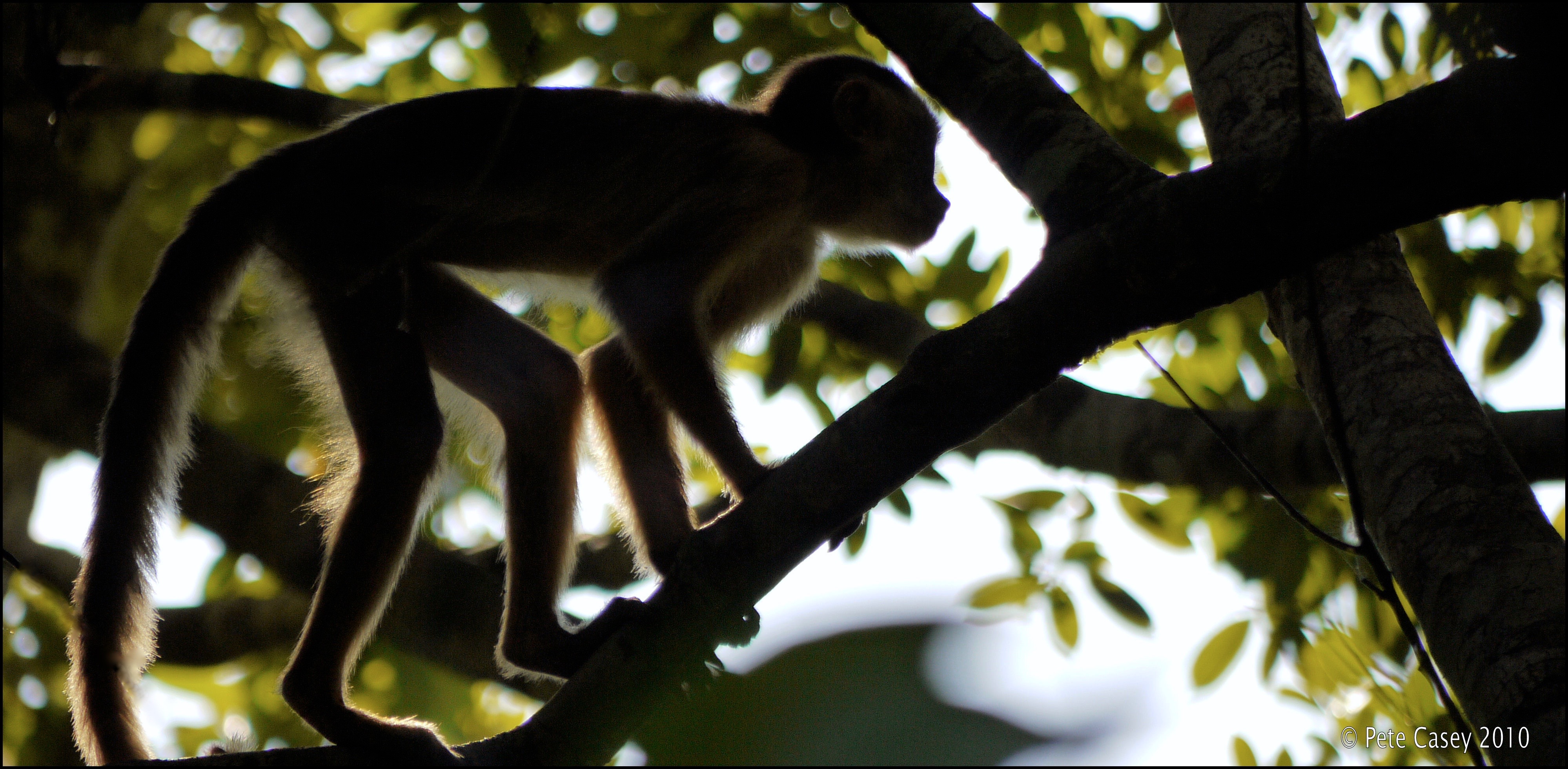 Tropical rainforests are home to the largest and the smallest, the loudest and the quietest of all land animals, as well as some of the most dangerous, most beautiful, most endearing and strangest looking animals on earth. Amazon Animals A Z Ascent Of The Amazon