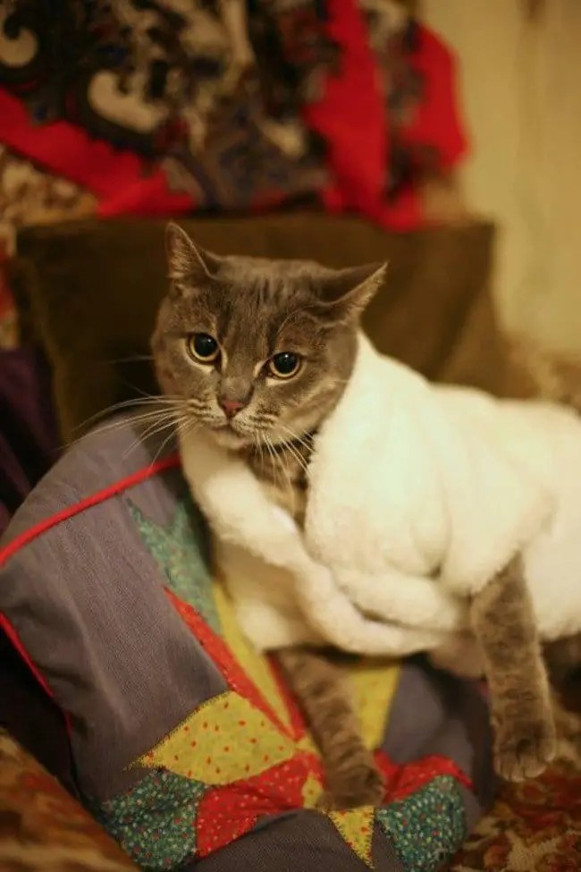 These 15 Cats Are So Stylish They Will Make You Look Bad