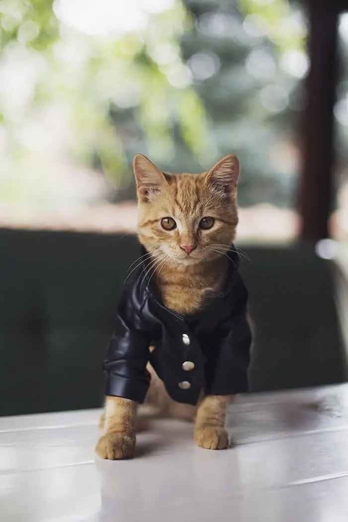 Jovana Rikalo Photographs Animals Who Think They're Human