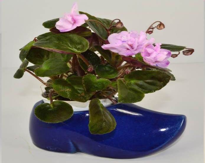 What Are The Best Type Of Pots For African Violets Baby Violets