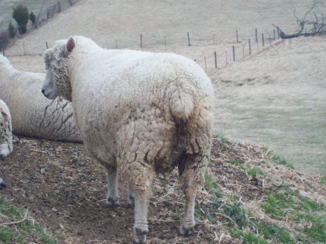 Udder talk...close to lambing date BackYardHerds Goats