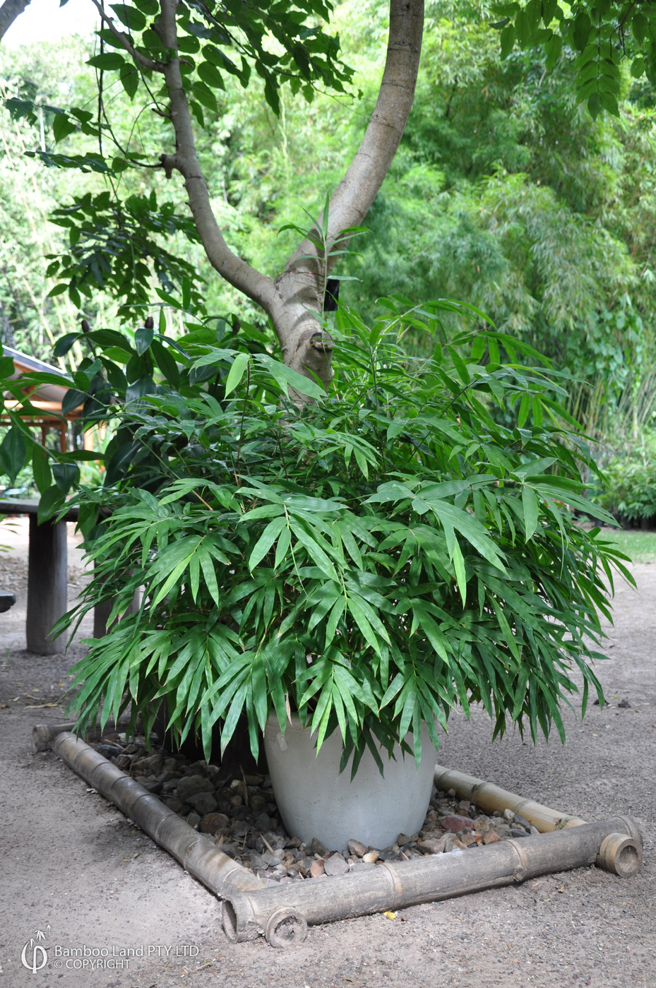 Bambusa guangxiensis (Chinese Dwarf) Bamboo Land Nursery