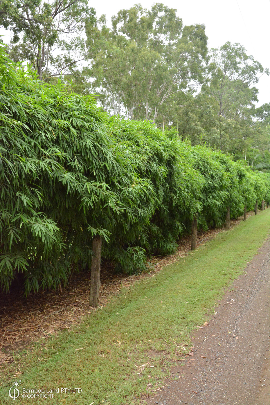 Bambusa guangxiensis (Chinese Dwarf) Bamboo Land Nursery