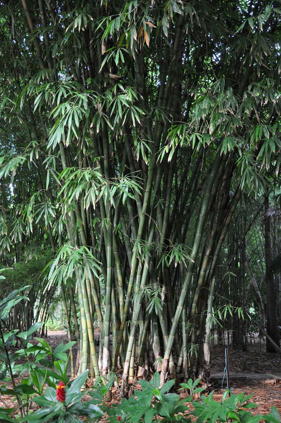 Gigantochloa robusta Bamboo Land Nursery QLD Australia