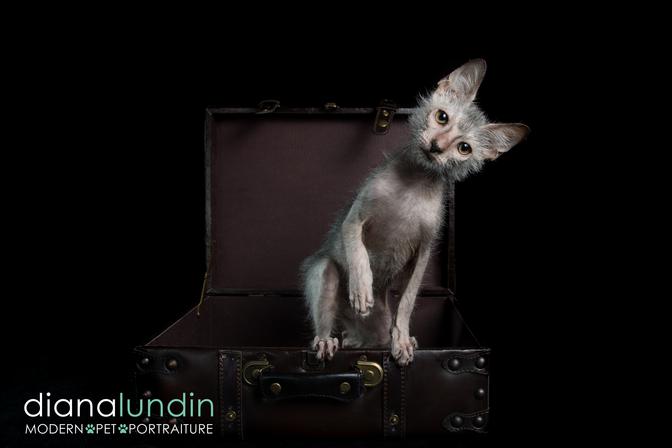 17 Top Images Lykoi Cat For Sale Ohio Lykoi The Werewolf Cat Kittens