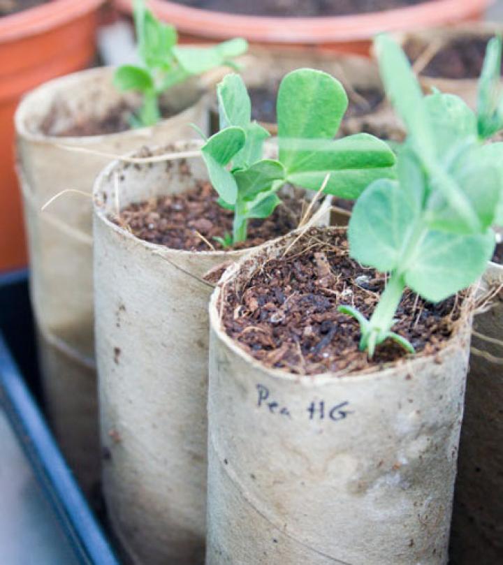 10 helpful gardening ideas, but the author called them hacks. So