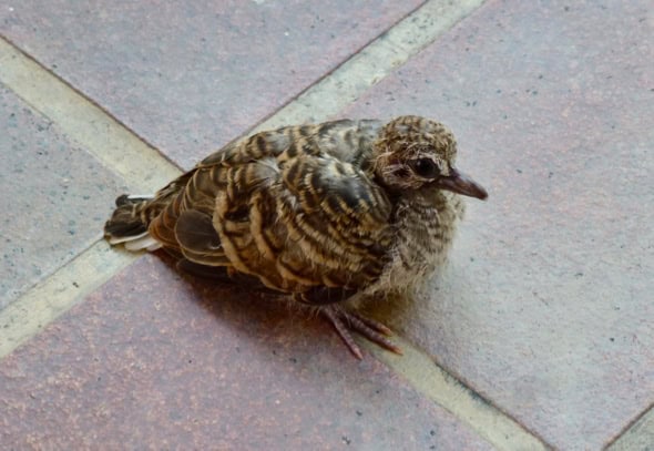 Adult Zebra Dove Feeding Newly Fledged Chick Bird Ecology Study Group