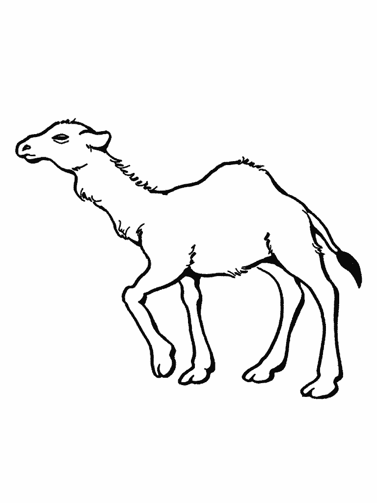 Free Printable Camel Coloring Pages For Kids