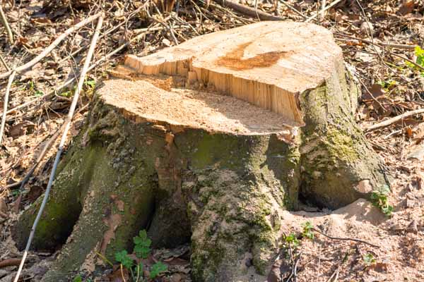 Bill Stephenson Tree Service Stump Removal Services