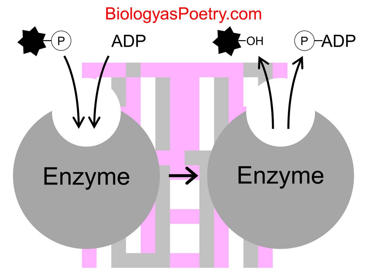 Enzyme Definition Biology Examples and Forms
