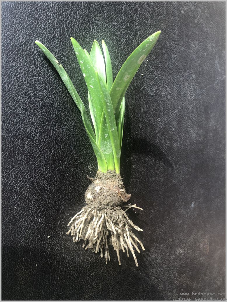 FLOWER BULB PLANTS IDENTIFICATION GARDENING FOR BEGINNERS