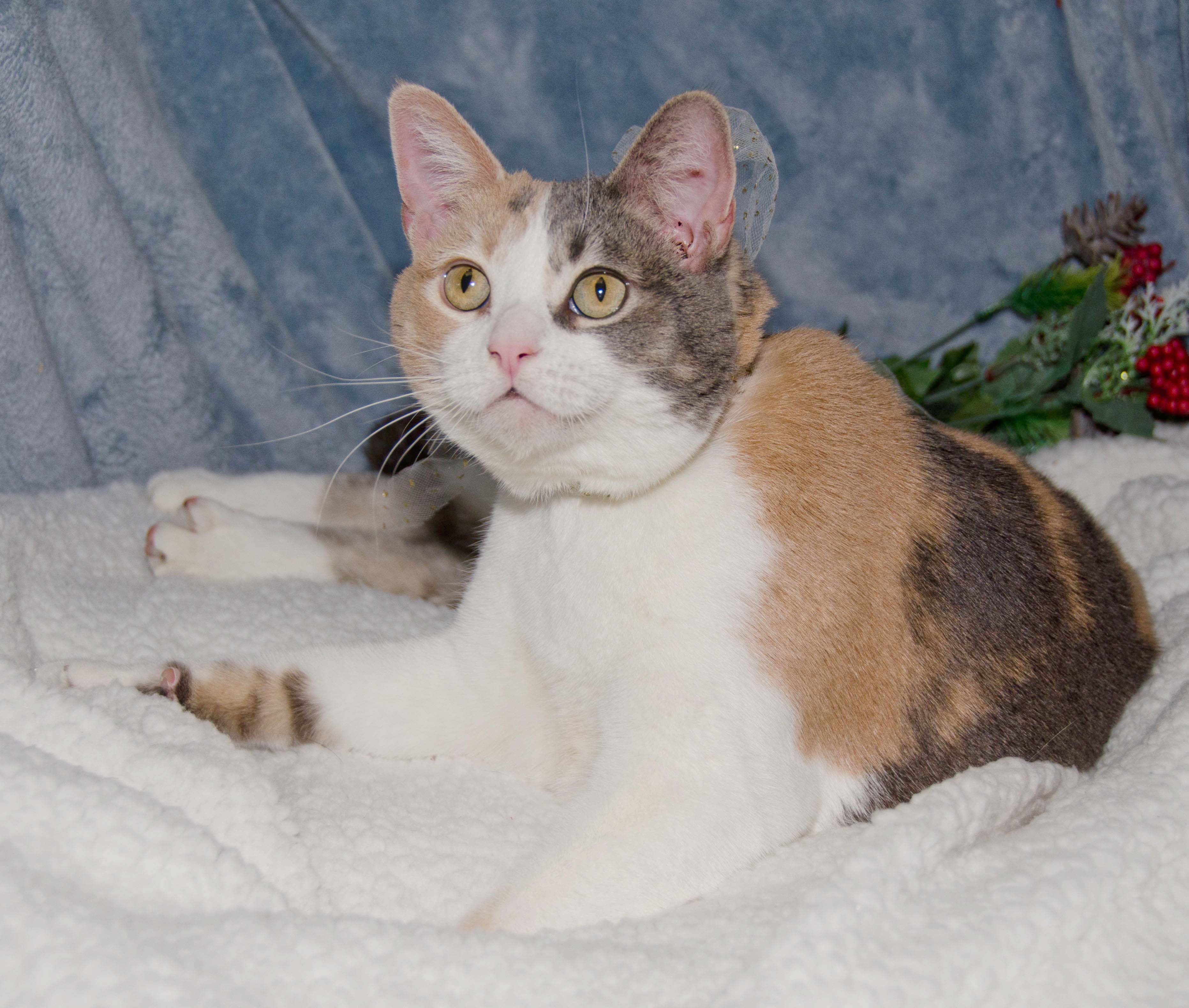 Rubywinter 1e Cats in Need