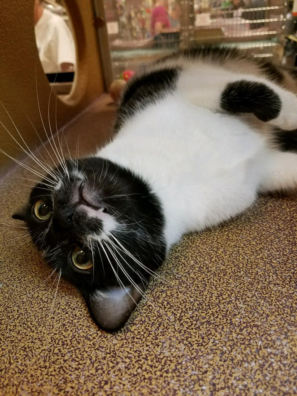 Whittier PetSmart Cats in Need