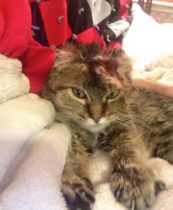 Bobbi Survived Being Attacked and Mauled Twice by a Bobcat Catster