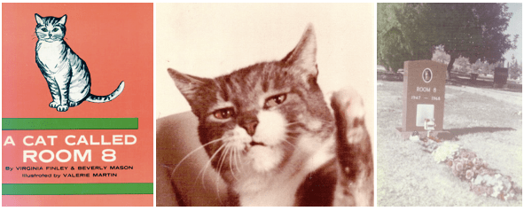 The Room 8 Foundation Rescues Cats from the Sick and Elderly Catster