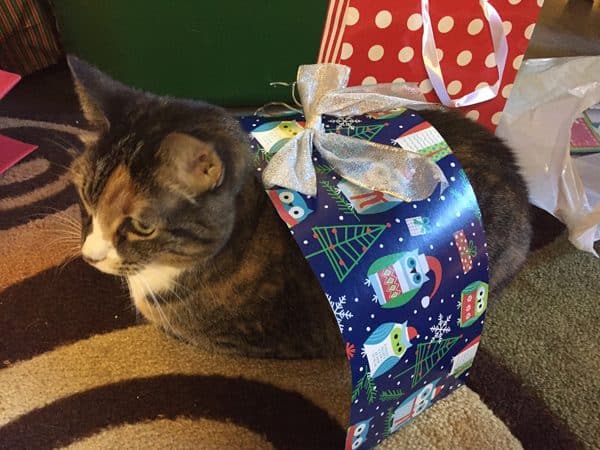 5 Times That Cats Get in the Way When You’re Wrapping Holiday Gifts