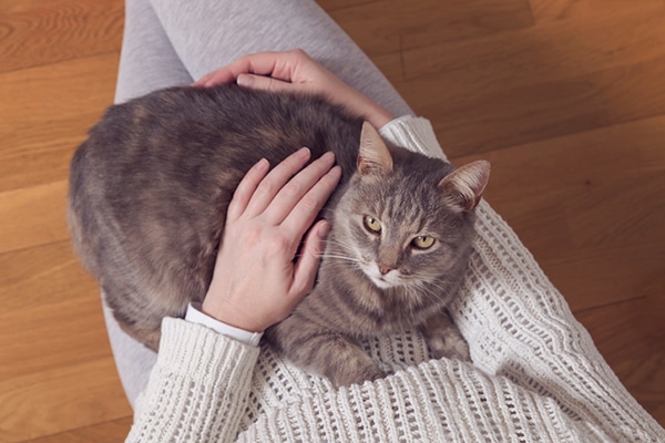 What Cats Are Lap Cats? Catster