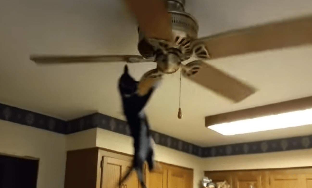Cat Rides on a Ceiling Fan Cats vs Cancer