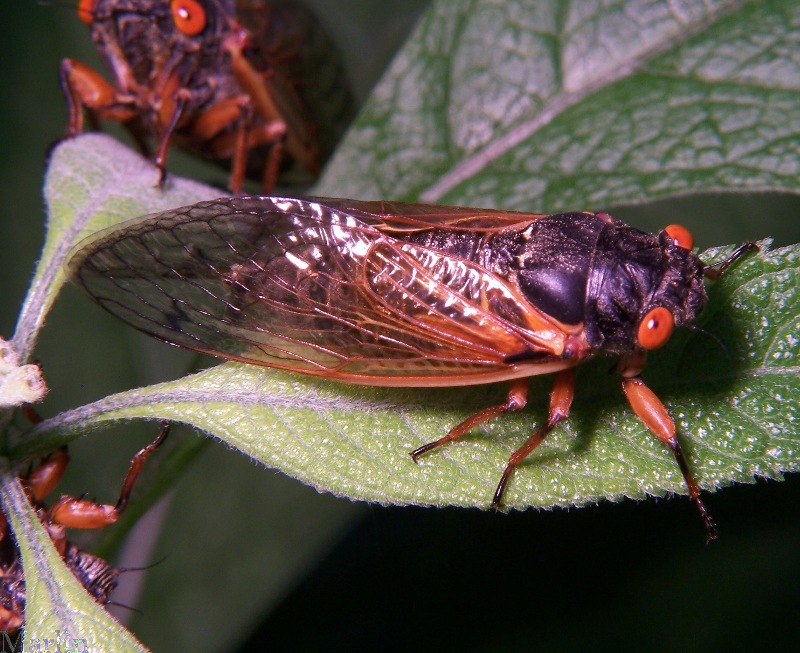 Periodic Cicada Magicicada sp. North American Insects & Spiders
