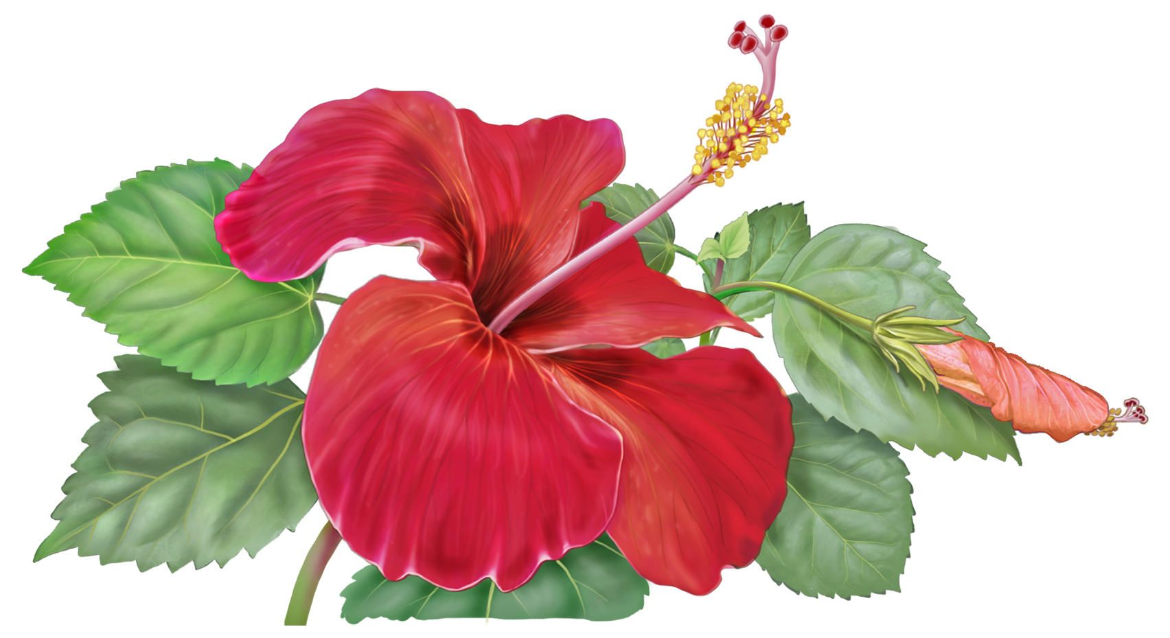 Hibiscus Flower Drawing ClipArt Best