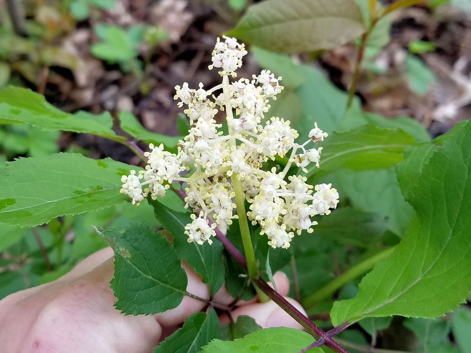 Red Elderberry Wildflower Wednesday
