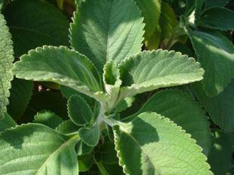 Planta Medicinal BOLDO Como Fazer