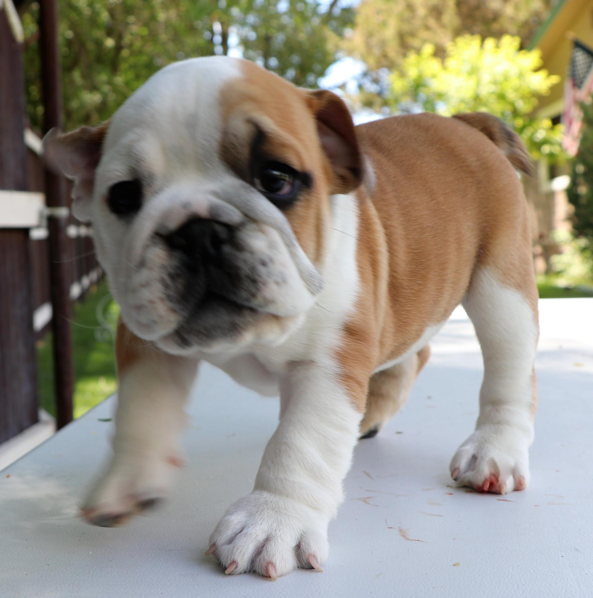 CO English Bulldog puppies for sale