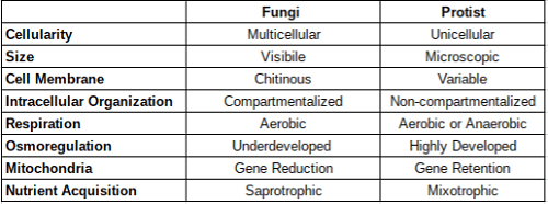Difference Between Protists and Fungi Difference Between