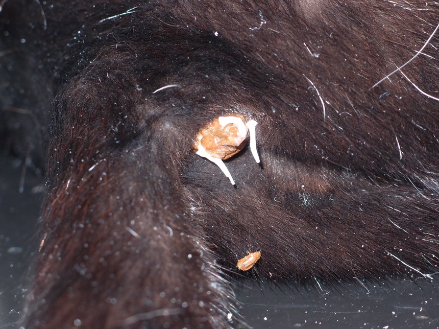 How to Get Rid Of Tapeworms in Cats Dogs, Cats, Pets