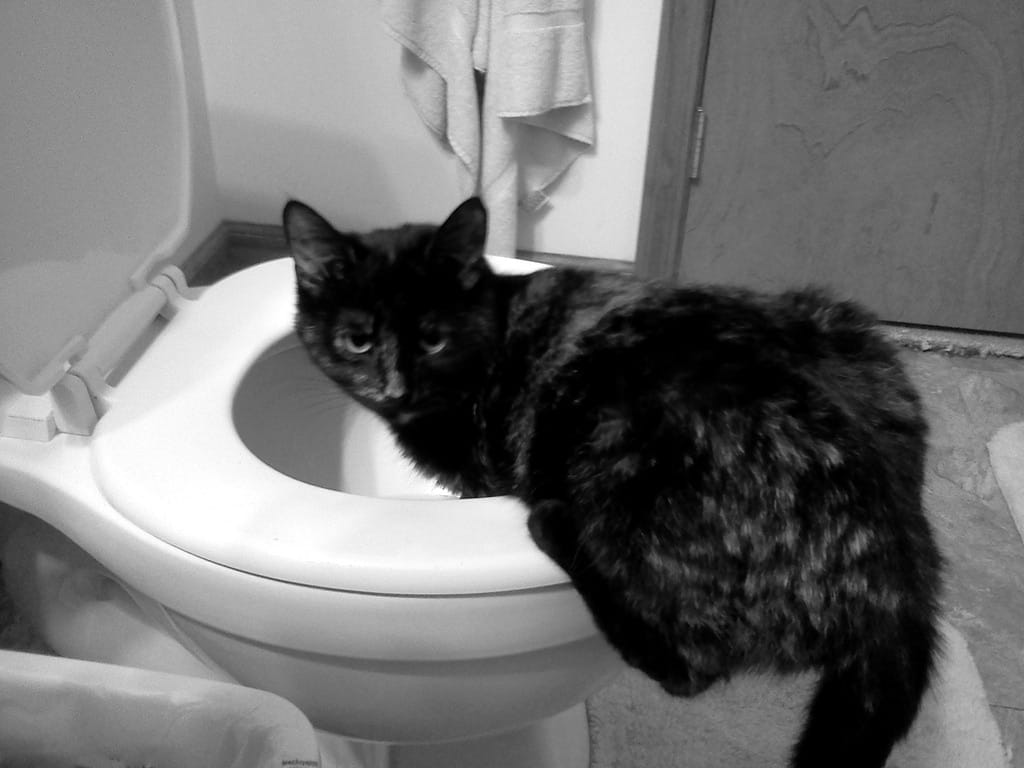 Cat Throwing Up White Foam, Lethargic, Not Eating Reasons