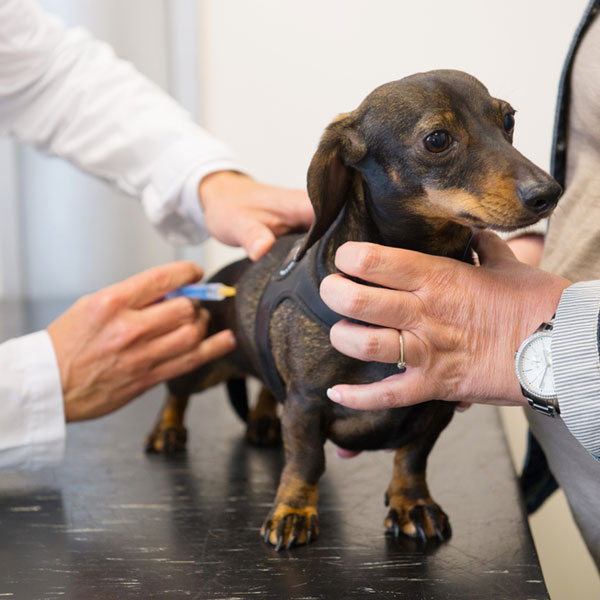 How Do Dogs Get Rabies?