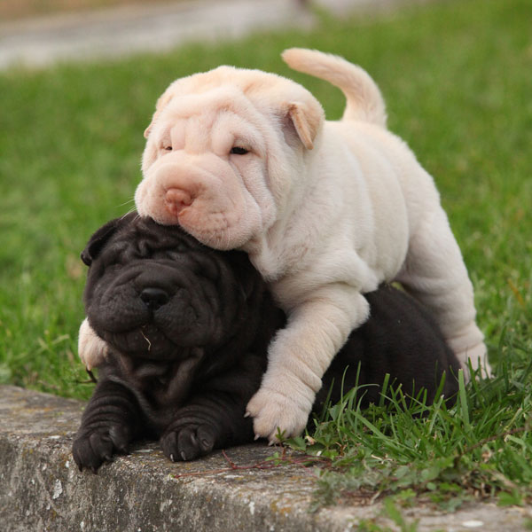 5 Cutest Dog Breeds Of All Time