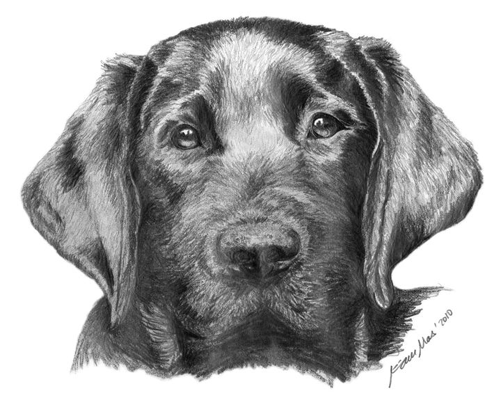 Labrador Retriever Drawing, Pencil, Sketch, Colorful, Realistic Art Images Drawing Skill