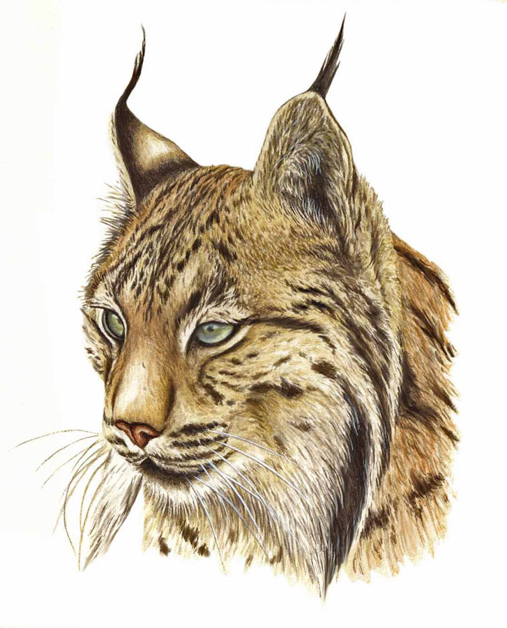 Lynx Drawing, Pencil, Sketch, Colorful, Realistic Art Images Drawing Skill