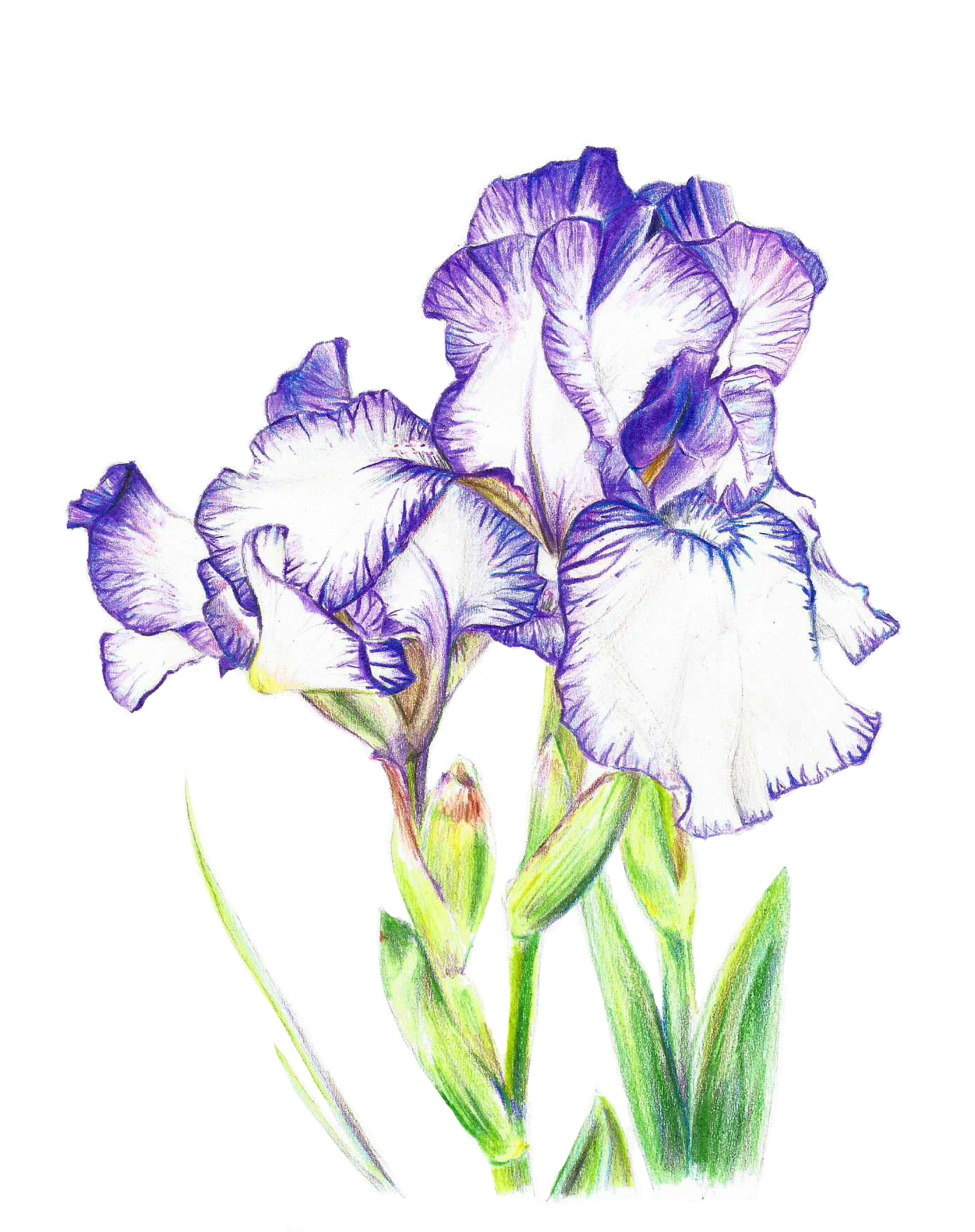 Iris Drawing Photo Drawing Skill