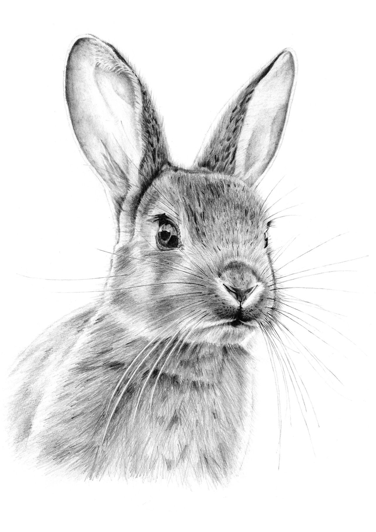 Bunny Drawing, Pencil, Sketch, Colorful, Realistic Art Images Drawing Skill