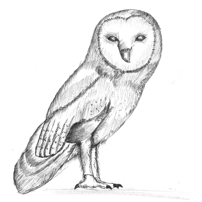 Barn Owl Pencil Drawing How to Sketch Barn Owl using Pencils