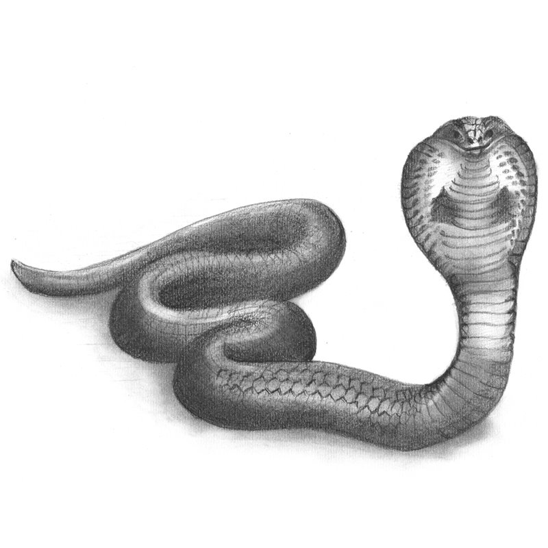Snake Pencil Drawing How to Sketch Snake using Pencils