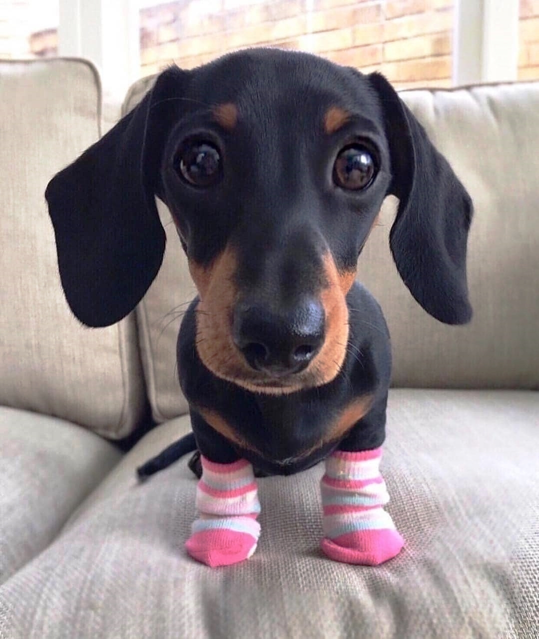 Free Dachshund Puppies Near Me petfinder