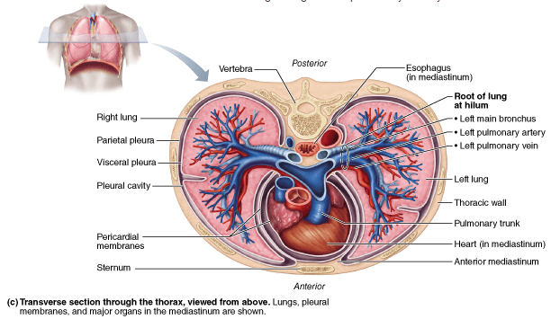 Print Chapter 22 The Respiratory System flashcards Easy Notecards