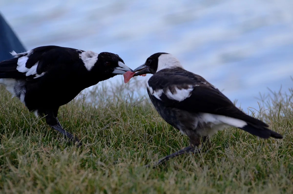 Life in the slow lane when raising magpie young