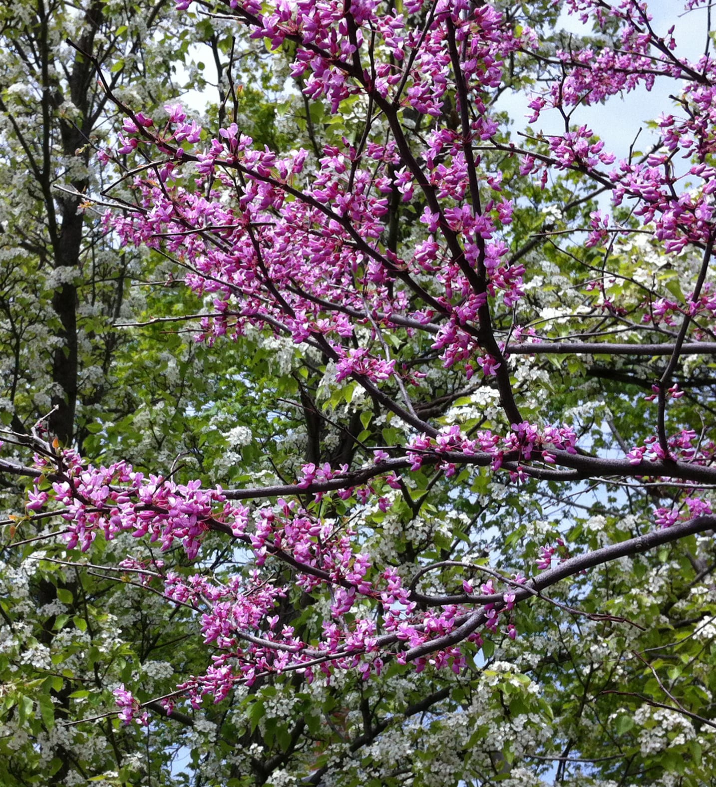 In the Shade Gardening with Native Plants from the