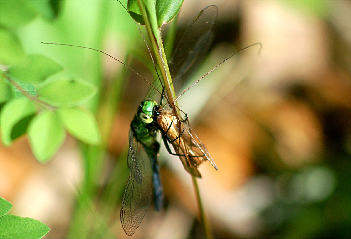 EduPic Dragonflies and Damselflies
