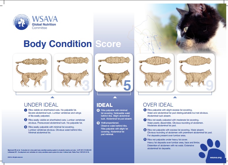 Is Your Pet At A Healthy Weight? Emerald Animal Hospital