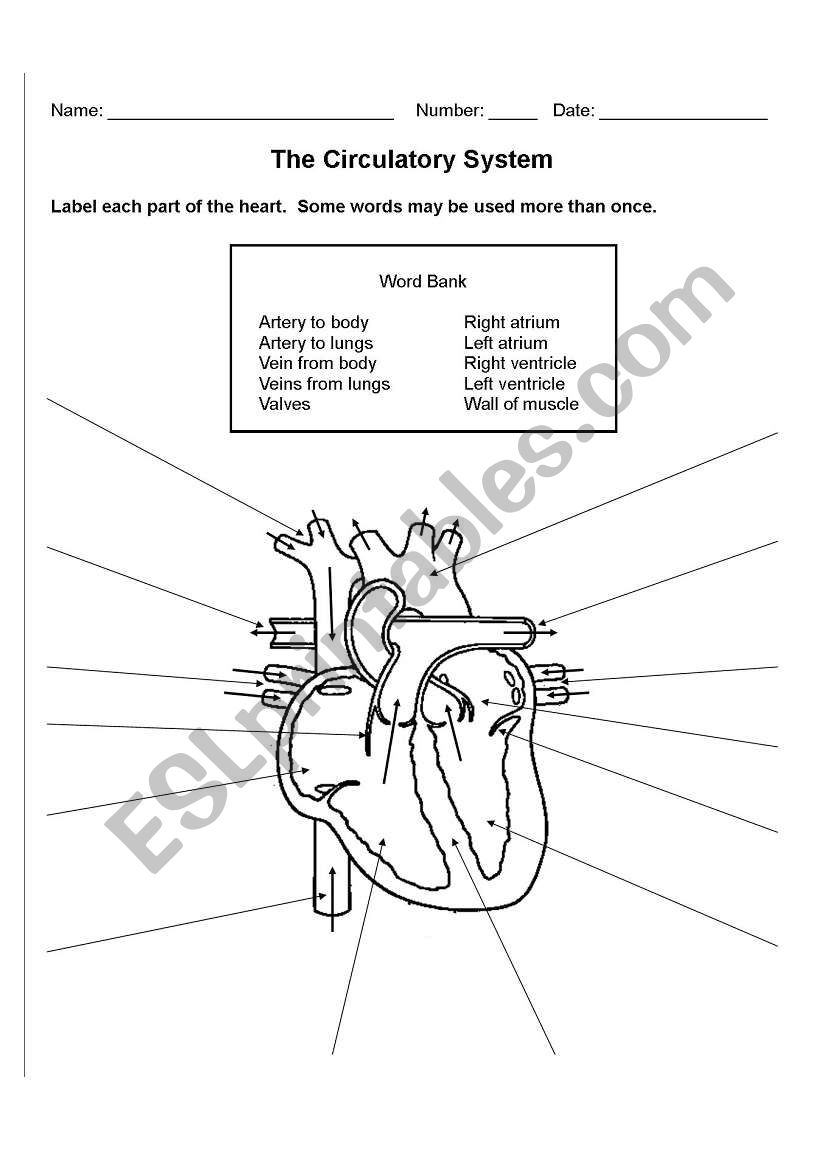 The Circulatory System ESL worksheet by zeromeus