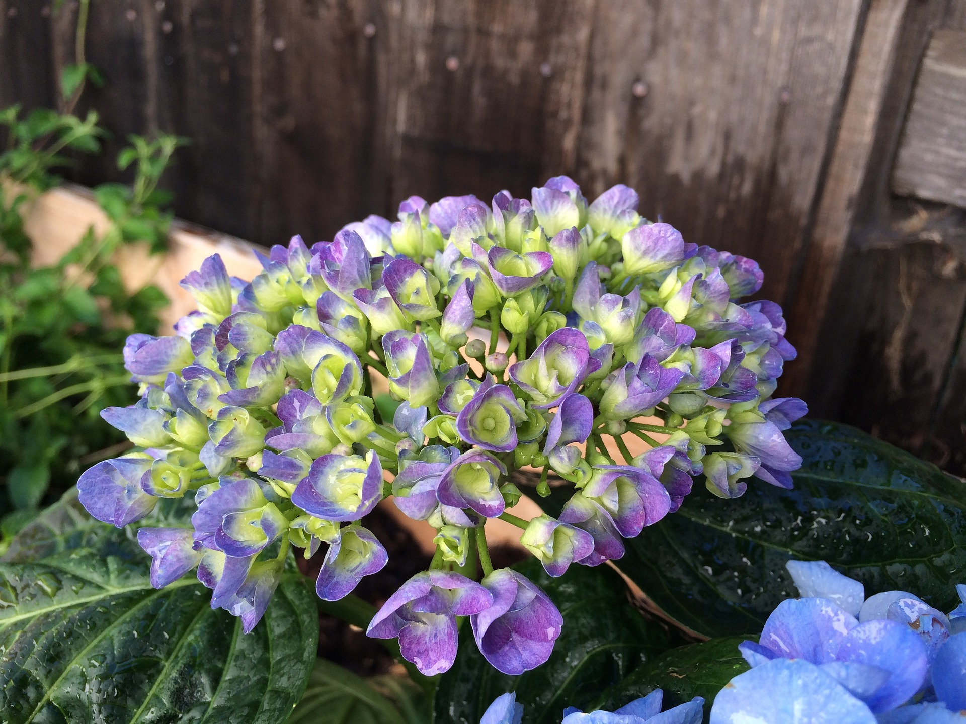 Espoma’s Total Guide to Growing Hydrangeas Espoma