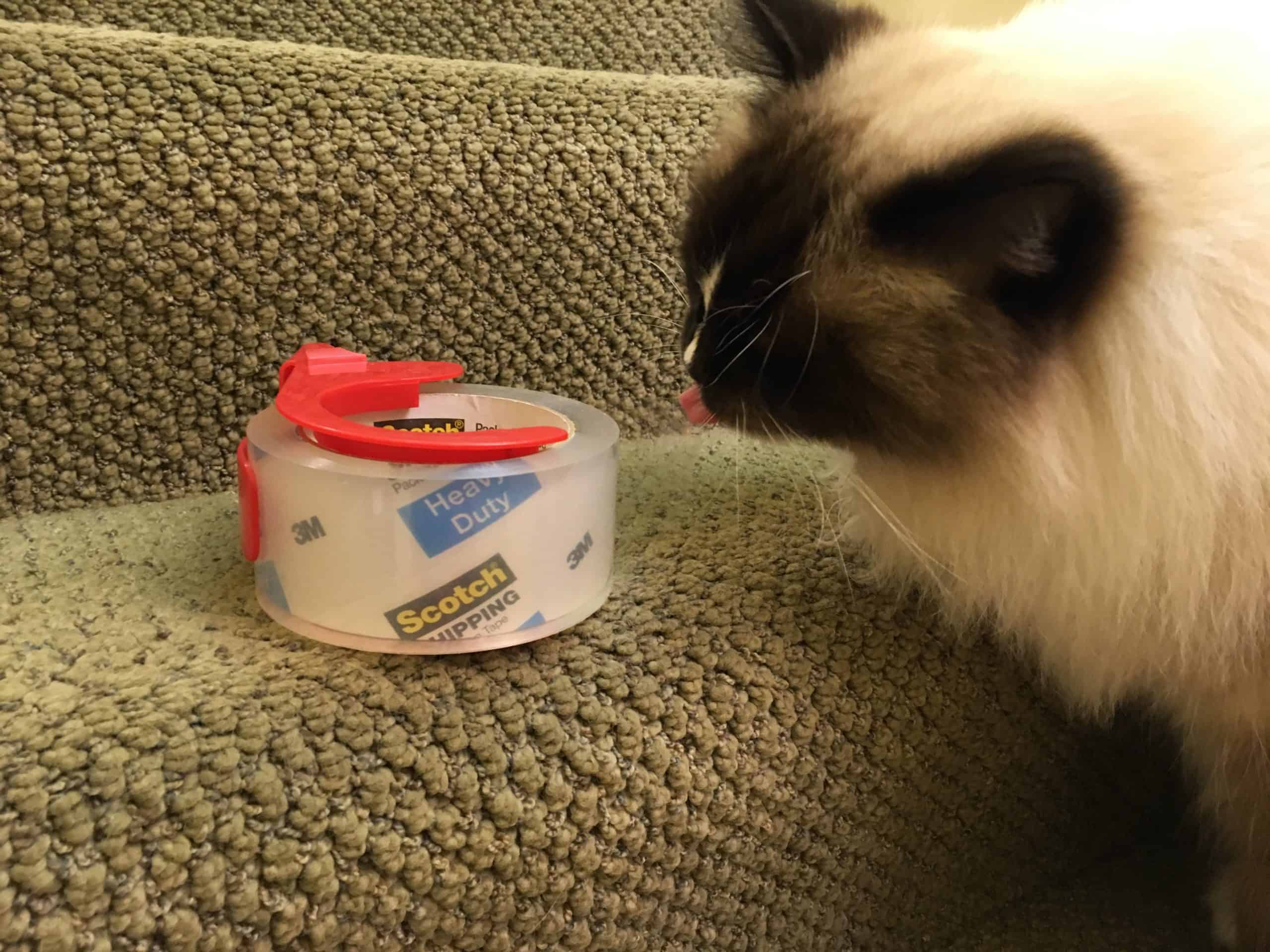 Why Does My Cat Love Adhesives on Tape and Glue?